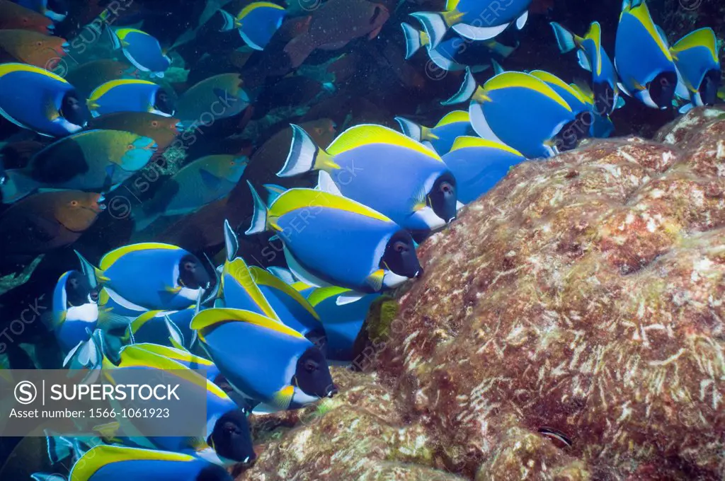 Powder-blue surgeonfish Acanthurus leucosternon, large school feeding on algae on coral boulders with Greenthroat or Singapore parrotfish Scarus prasi...
