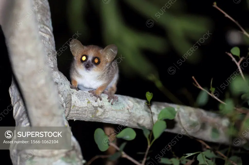 Gray-brown Mouse Lemur Microcebus griseorufus sitting on branch at night, Berenty, Madagascar
