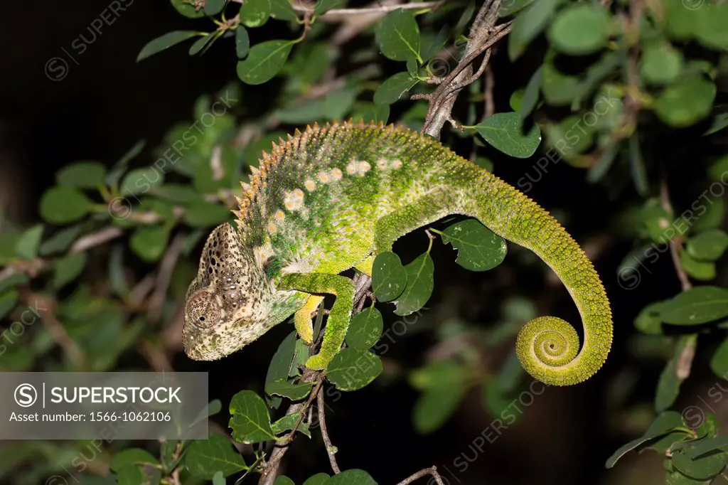 Panther Chameleon Furcifer pardalis sitting on branch at night, Berenty, Madagascar
