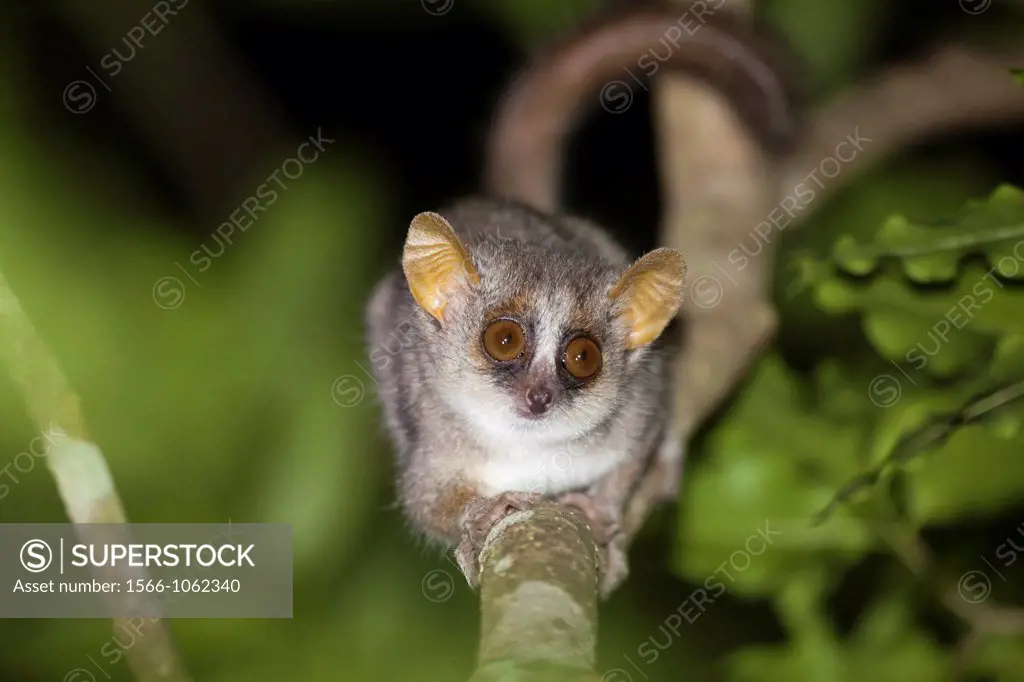 Gray Mouse Lemur Microcebus murinus sitting on branch at night, Berenty, Madagascar
