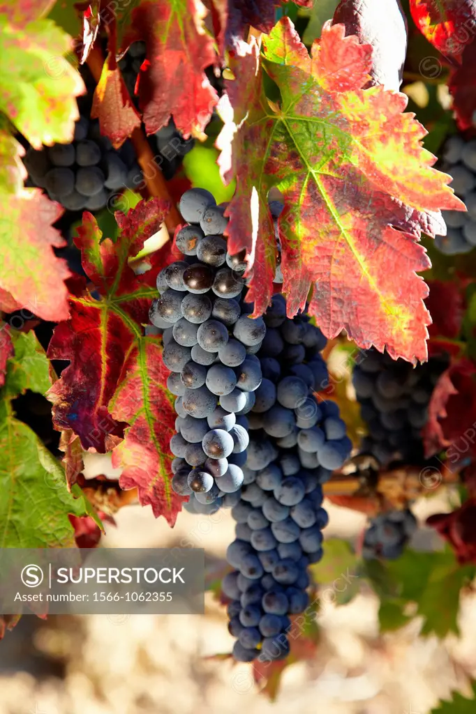 Tempranillo grape, Vineyards, Samaniego, Araba, Rioja Alavesa, Basque Country, Spain