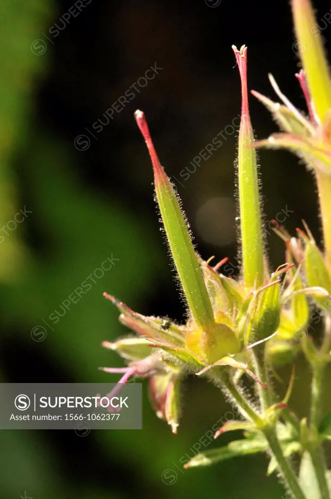 Cranesbill (Geranium sp., fam. Geraniaceae), Eyne valley, French Cerdanya, Pyrénées-Orientales, Languedoc-Roussillon, France