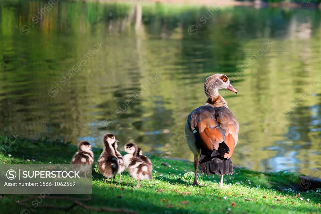Egyptian Goose Alopochen aegyptiacus with chicks at St James park pond  London  England