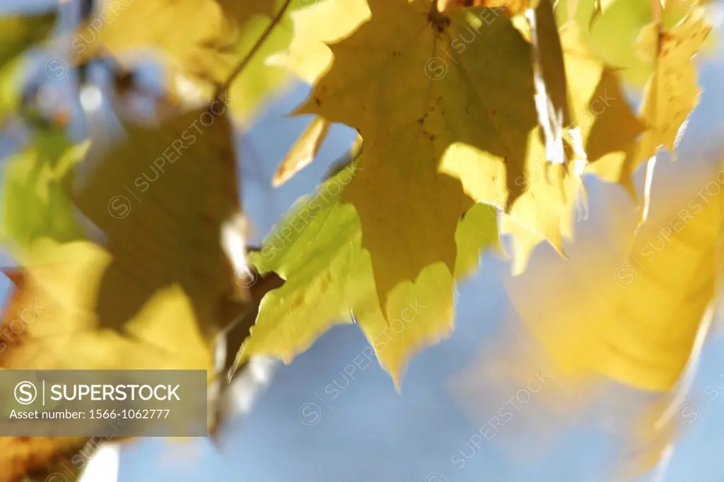 The yellow leaves of a maple tree Acer sp  are shaking in the autumn wind