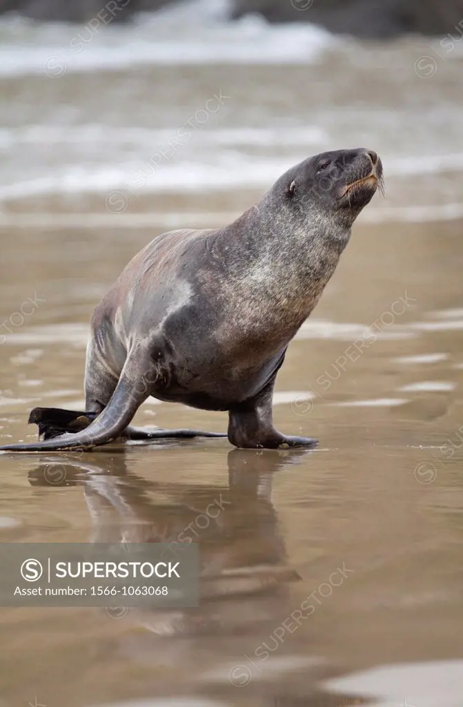 New Zealand Sea Lion -Phocarctos hooken -, Cannibal bay, South Island, New Zealand