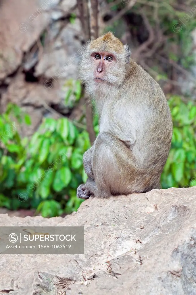 Macaque monkey, Wat Tham Suwankhuha Heaven Grotto Temple, Phang-Nga Province, Thailand