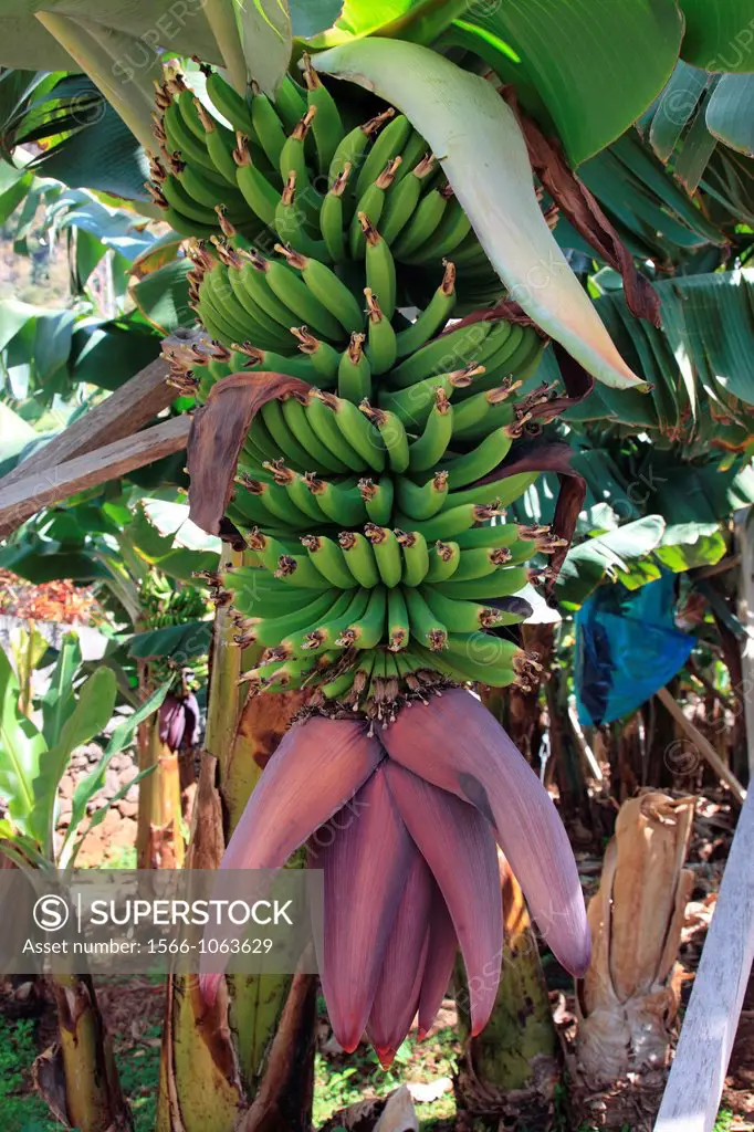 banana tree and banana fruit on tree on the island of Madeira, Portugal, Europe 
