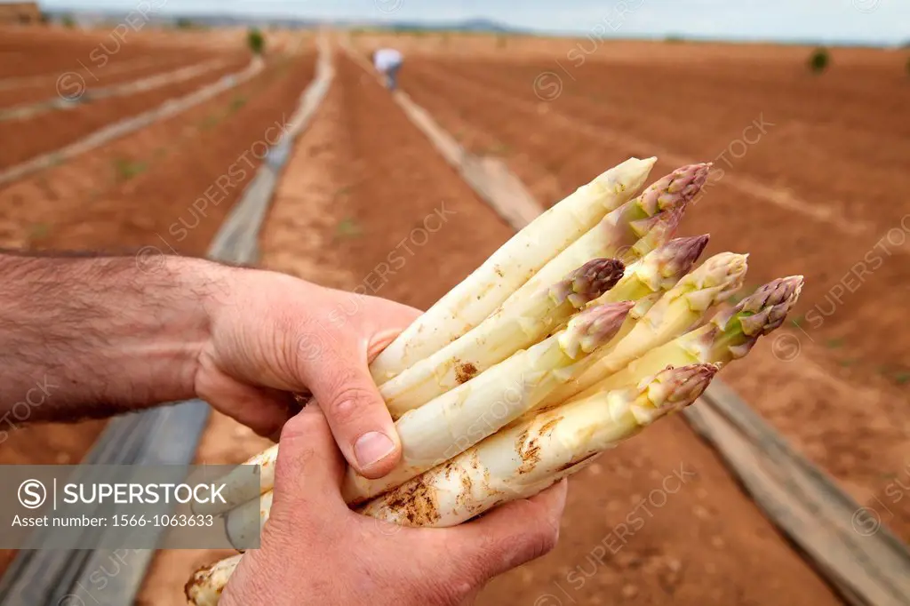 Asparagus growing field, Agricultural Investigation and Research, Agricultural fields, High Ribera, Arga-Aragon Ribera, Navarre, Spain