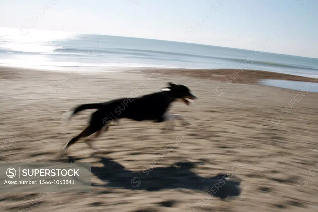 one fast dog running on empty beach in sun