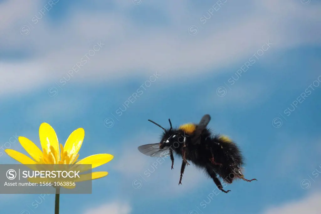 Bumblebee in flight.