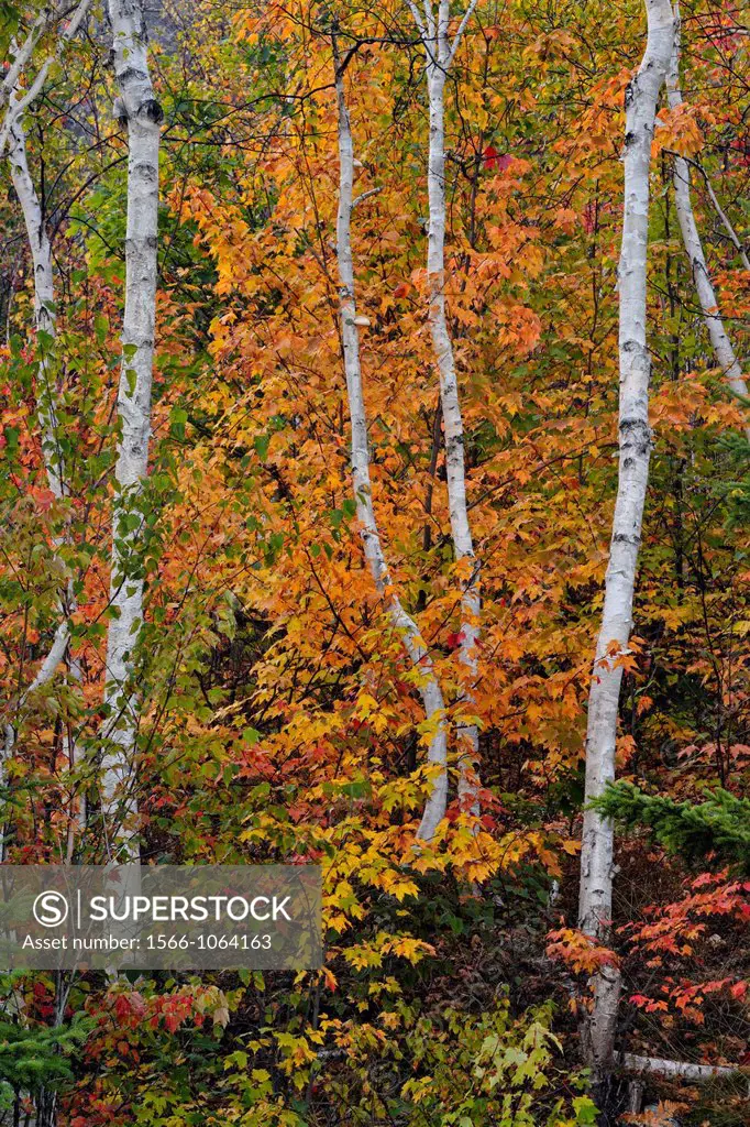 A mix of birch, maple and spruce trees with early autumn foliage, Greater Sudbury Lively, Ontario, Canada