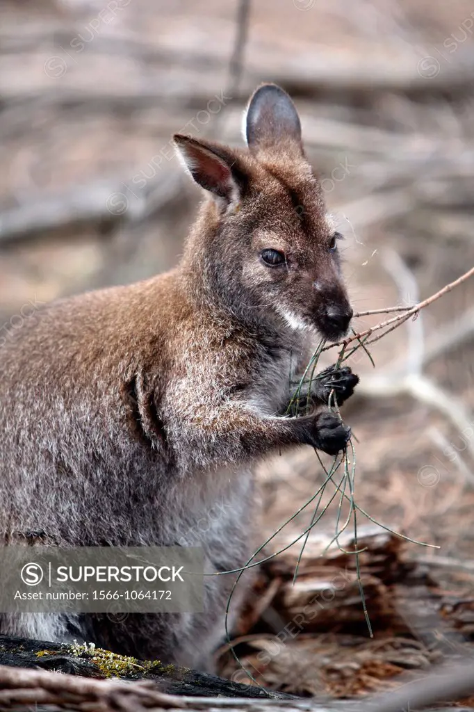 Bennet´s Wallaby Macropus rufogriseus  Freycinet, Tasmania, Australia