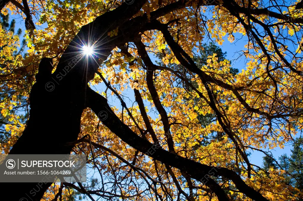 Oak with starburst, Sequoia National Monument, California