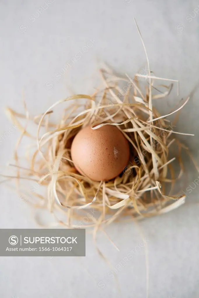 Egg in a nest