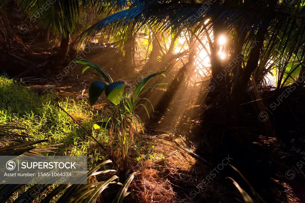 Rainforest Near Anse Intendance - Mahe´ Island - Seychelles