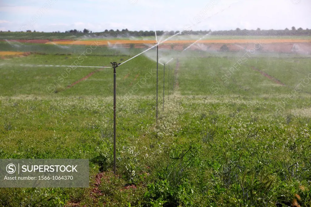 Pea growing crop, Irrigation by sprinkler, Agricultural fields, High Ribera, Arga-Aragon Ribera, Navarre, Spain.
