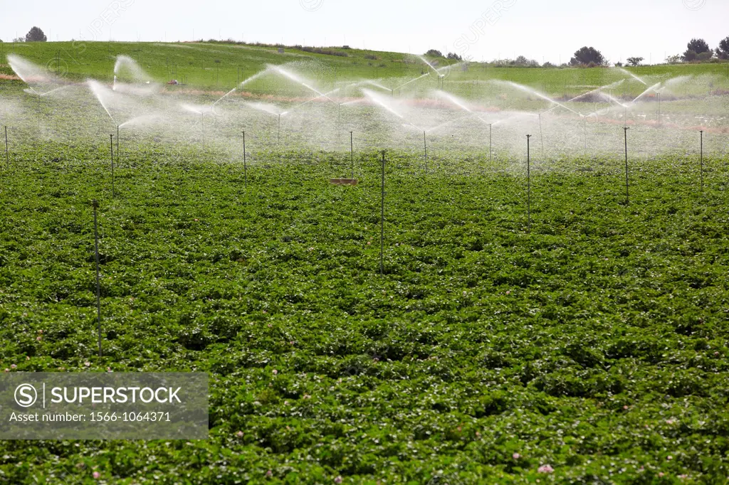 Pea growing crop, Irrigation by sprinkler, Agricultural fields, High Ribera, Arga-Aragon Ribera, Navarre, Spain.