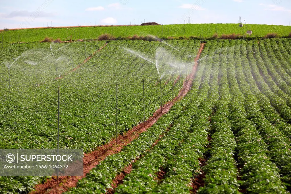 Potato growing field, Irrigation by sprinkler, Agricultural fields, High Ribera, Arga-Aragon Ribera, Navarre, Spain.
