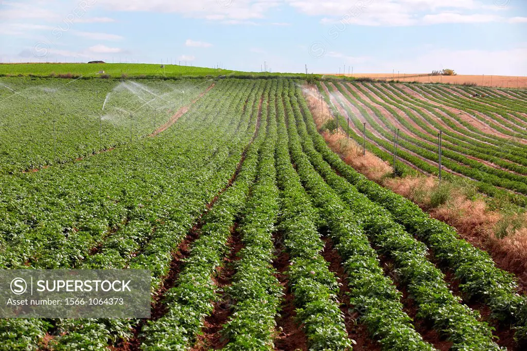 Potato growing field, Irrigation by sprinkler, Agricultural fields, High Ribera, Arga-Aragon Ribera, Navarre, Spain.
