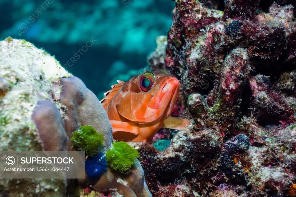 Blacktip grouper Epinephelus fasciatus lying in ambush on coral rock  Andaman Sea, Thailand