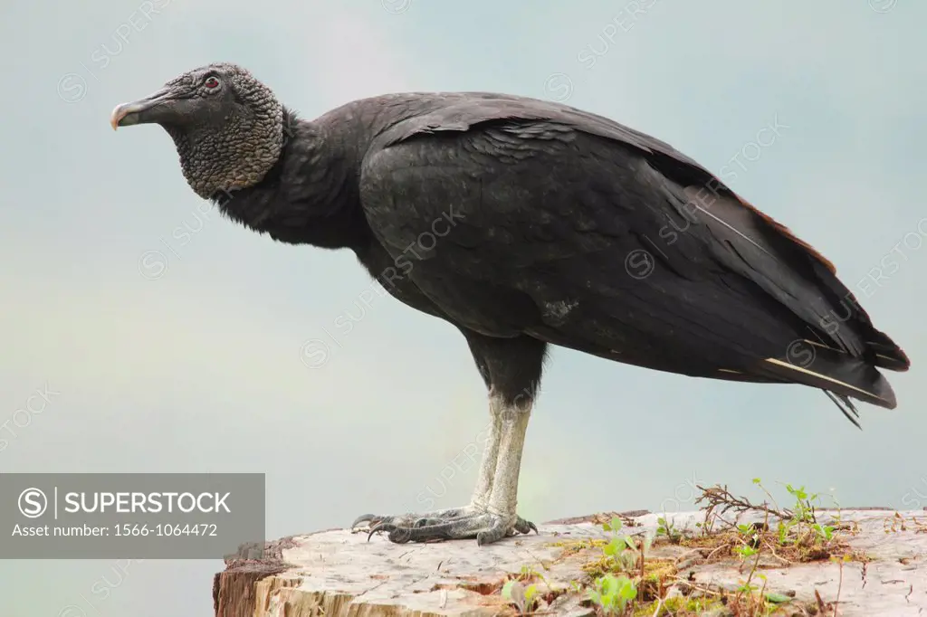 Black vulture, Coragyps atratus, Venezuela