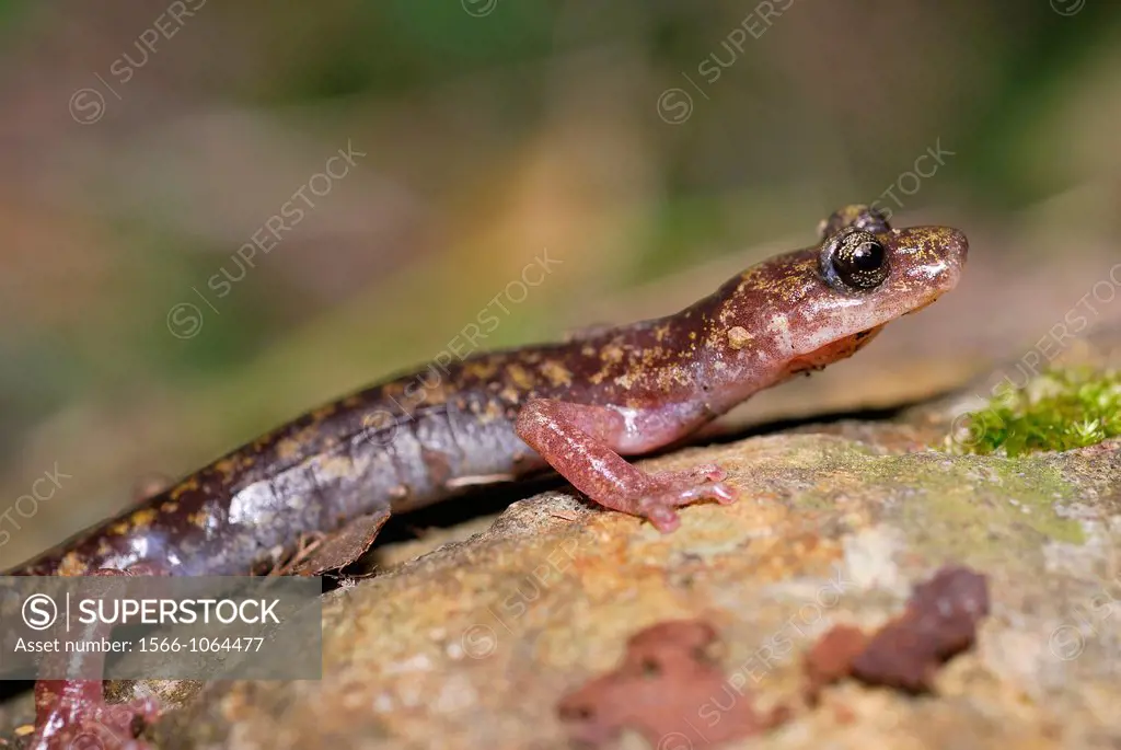 Cave salamander of the Gennargentu Speleomantes imperialis in Is Alinos stream near Aritzo, Saridinia, Italy