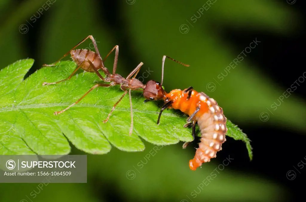 Red ant taking on ladybird larvae