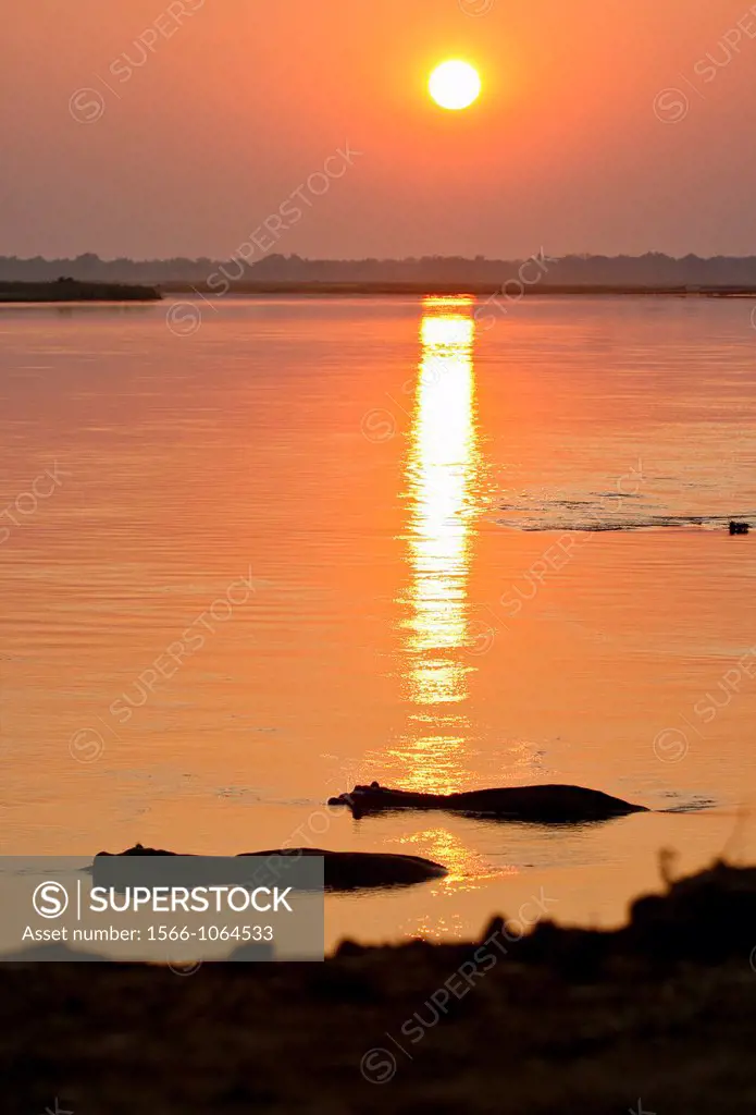 Hippopotamus, Hippopotamus Amphibious  Zambezi river  Mana Pools National Park  Zimbabwe