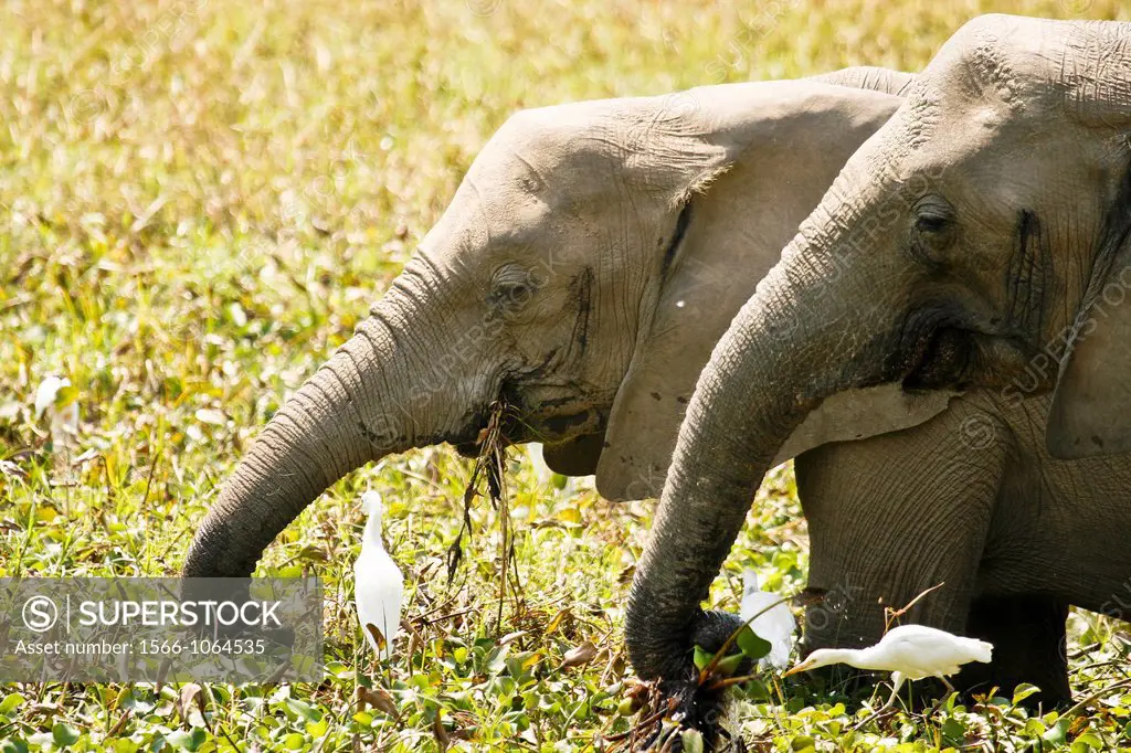 Elephants eating, Loxodonta africana  Mana Pools National Park