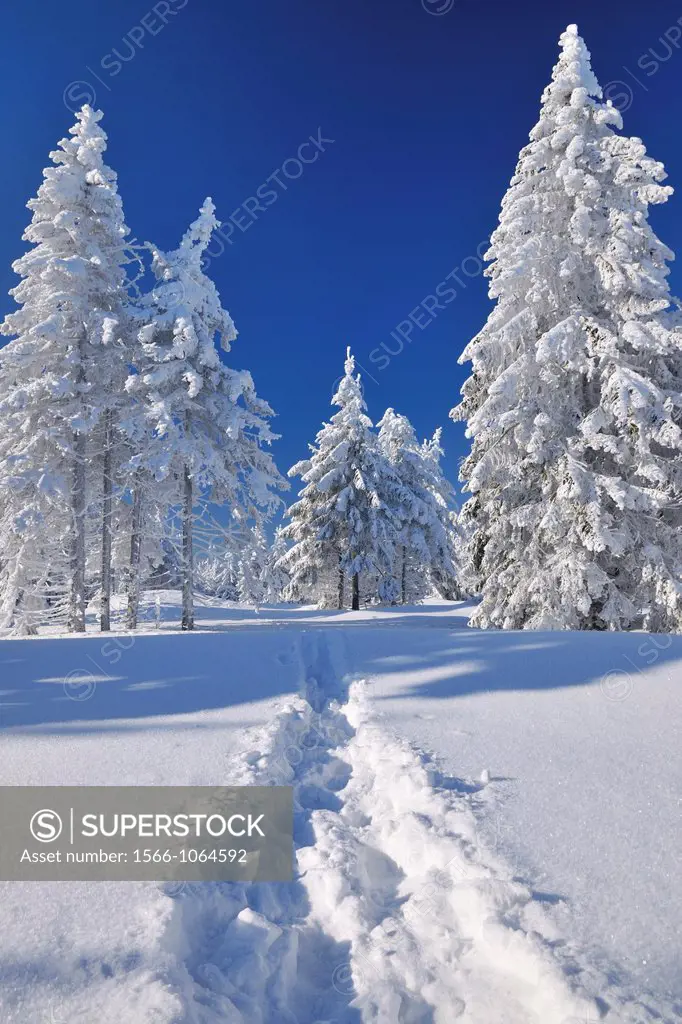 Snow covered Winter Landscape with Foot Tracks in Snow, Grosser Beerberg, Suhl, Thuringia, Germany