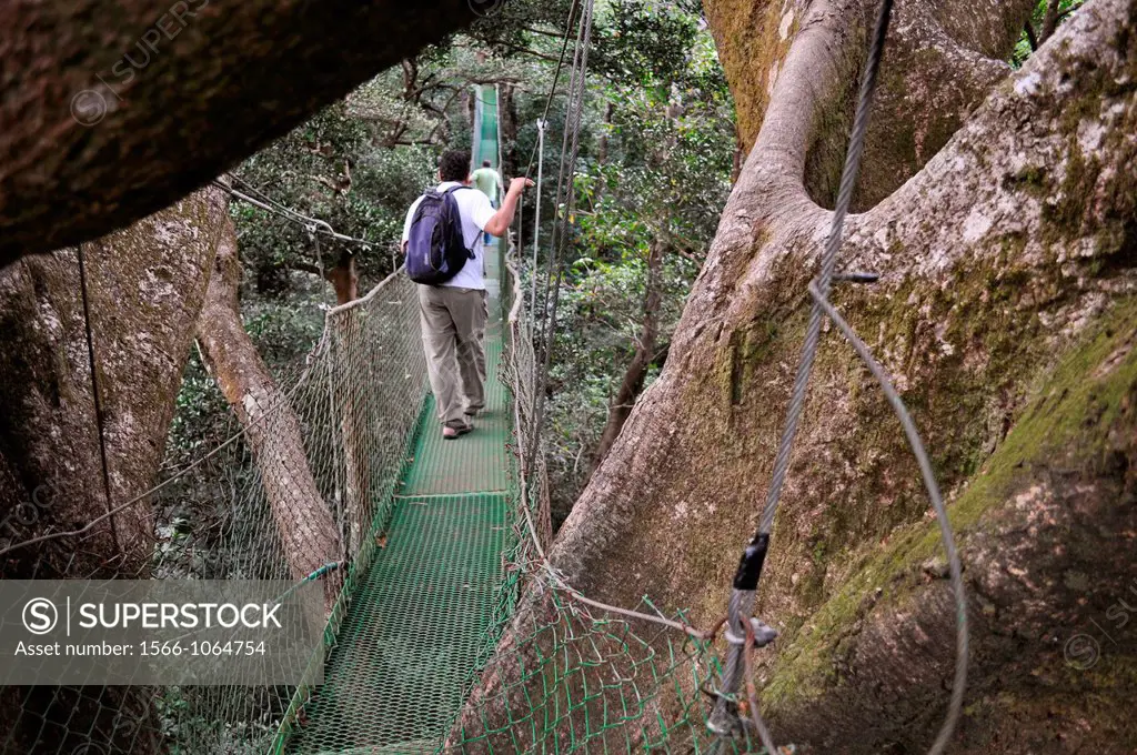 Hanging bridge in the forest by Buena Vista Lodge, near Liberia, Guanacaste Costa Rica