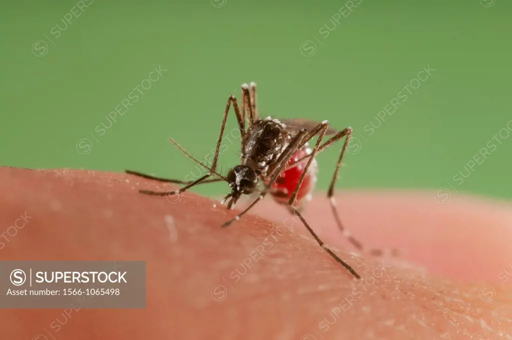 Female of the Asian Tiger Mosquito Aedes albopictus biting on human skin and bloodfeeding to generate a new egg batch  Invasive, potentially disease-c...