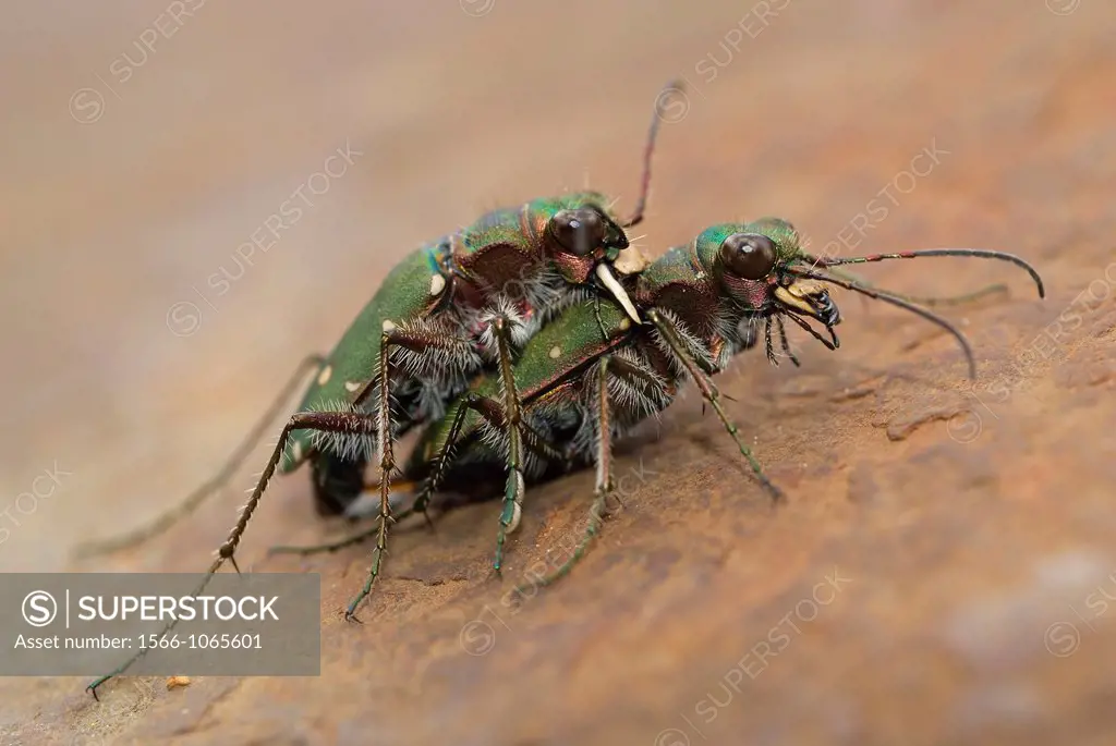 Green Tiger Beetles mating Cicindela campestris