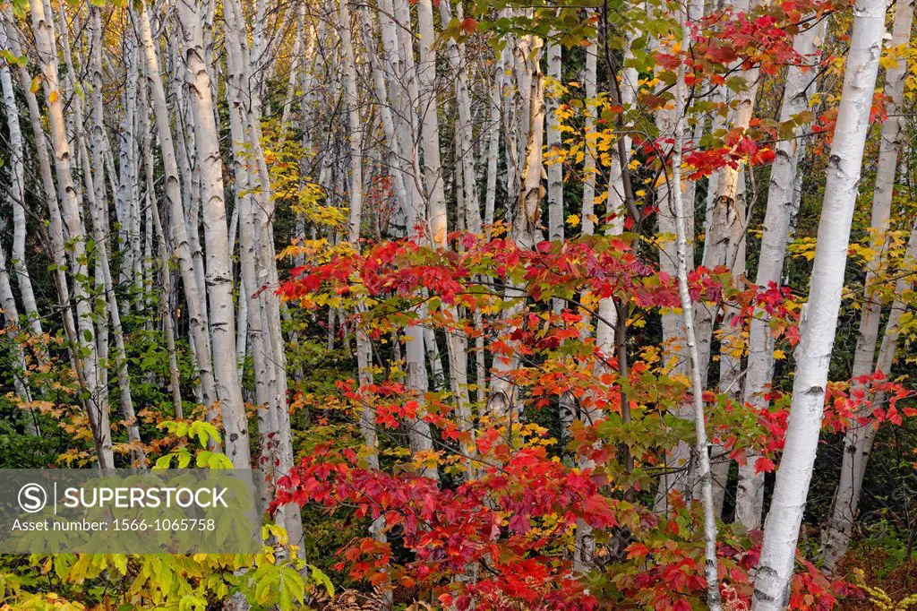 Red maple tree with autumn foliage in a birch woodlot, Wanup, Ontario, Canada