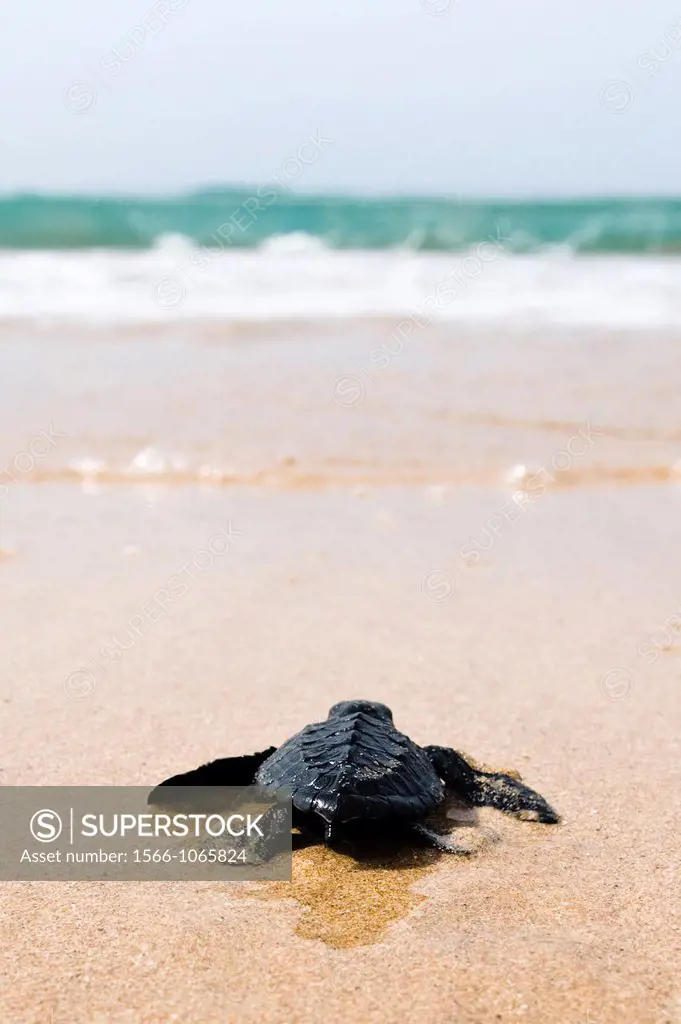 An hour old sea Turtle begins his life journey by walking into the ocean