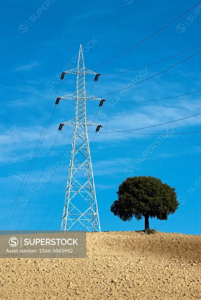 Electricity pylon and tree in cultivated field  Umbria  Italy