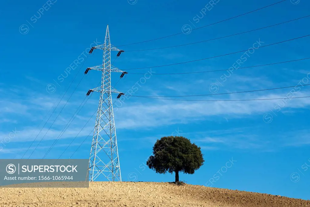 Electricity pylon and tree in cultivated field  Umbria, Italy