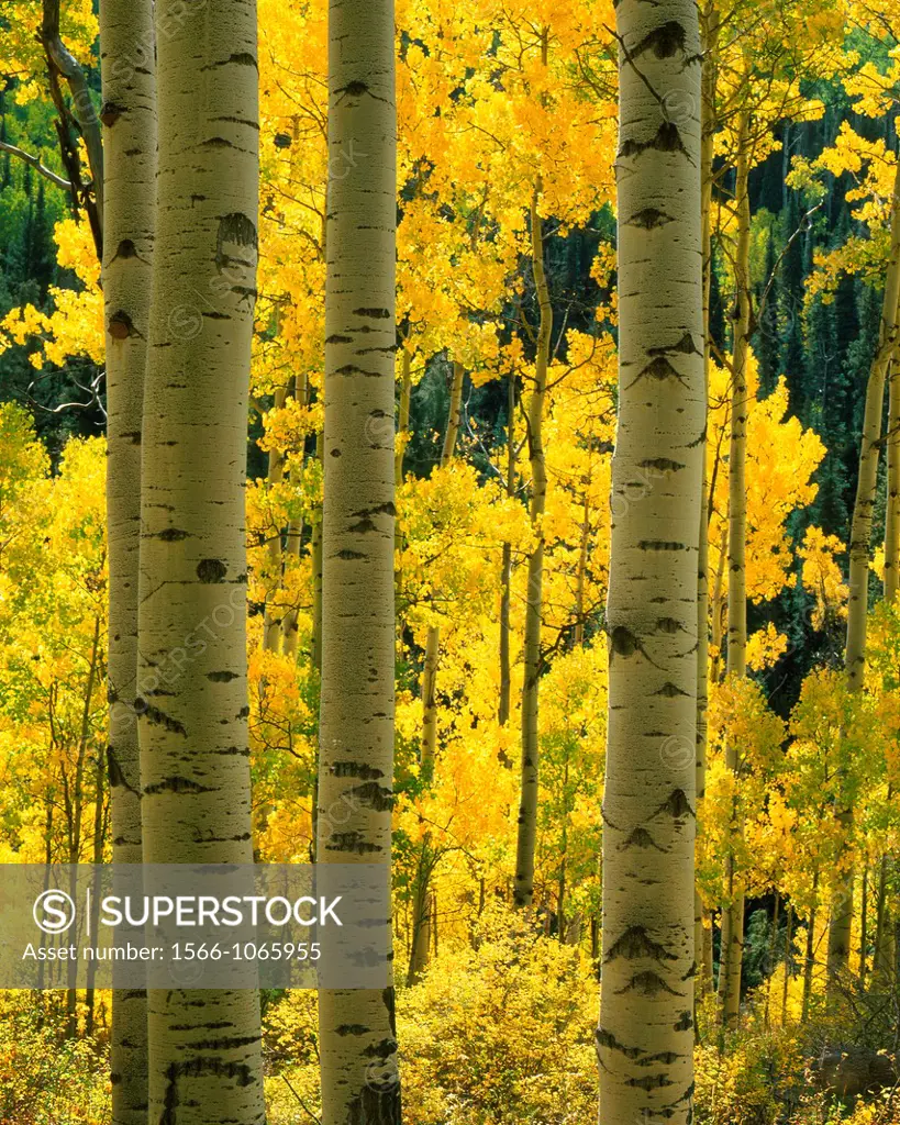Aspen tree trunks, Fall in San Juan National Forest, Colorado, USA