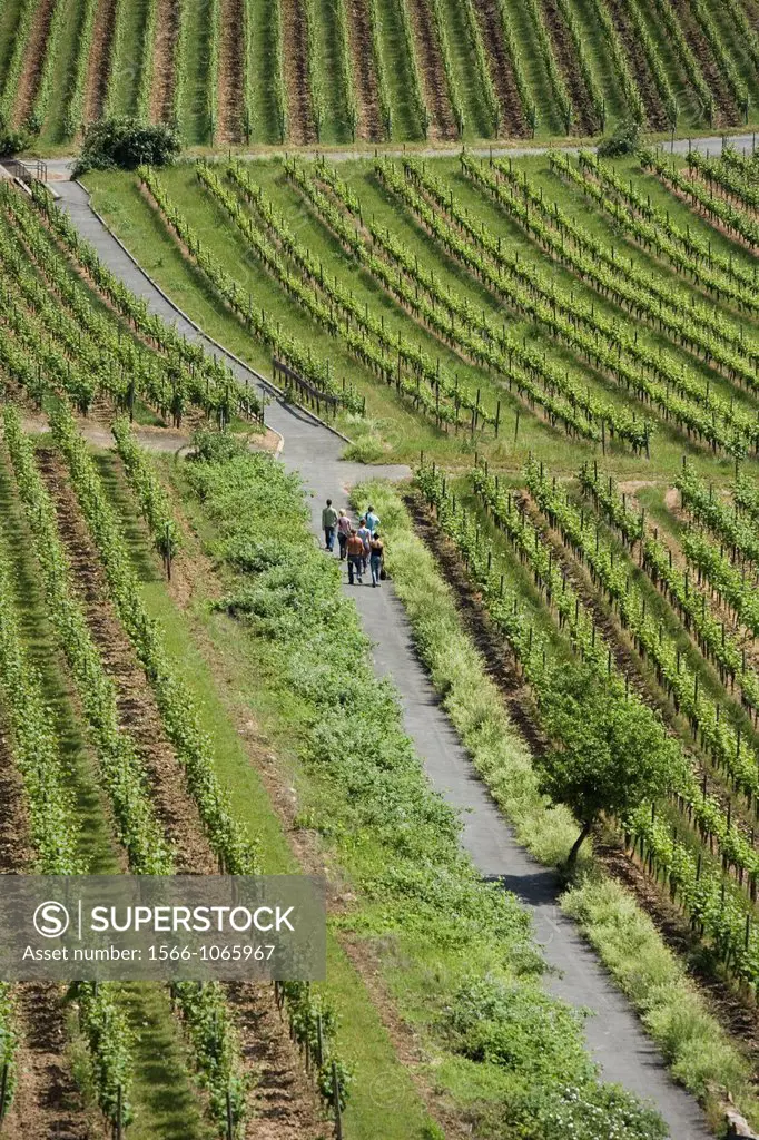 The walks through vineyards are part of this new type of tourism, called Wine Tourism tourism with the leitmotif of wine  Rüdesheim, Rin, Renania-Pala...