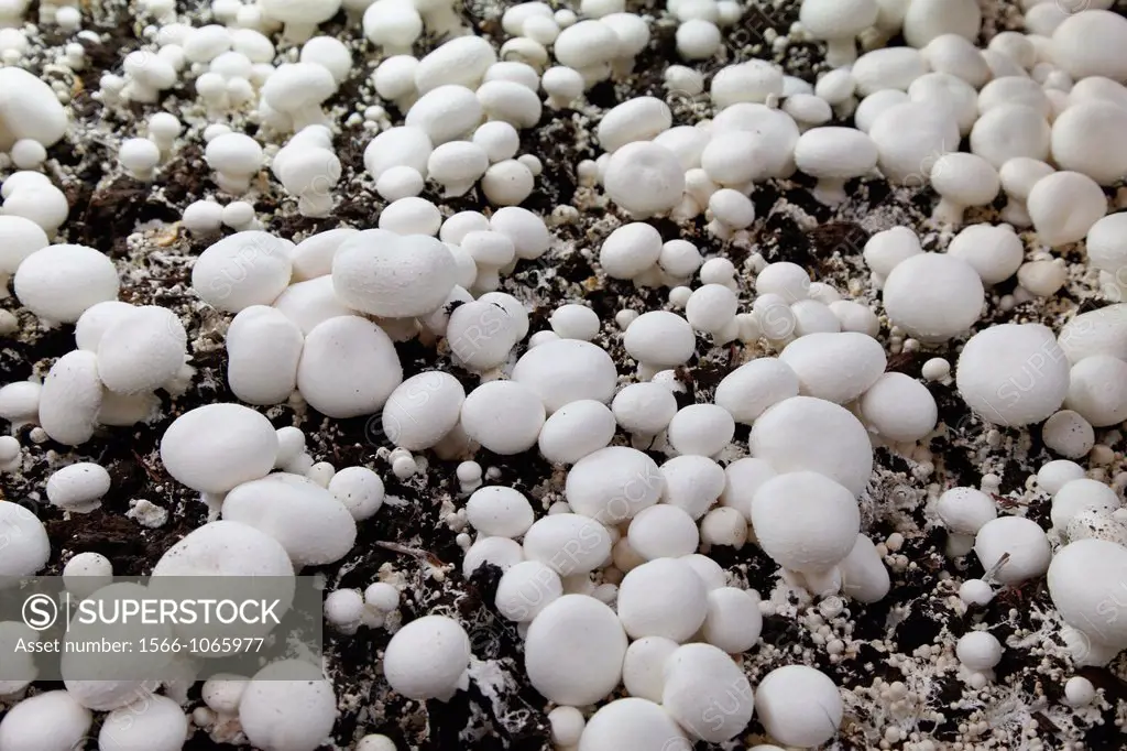 Mushrooms cultivation, Buttom mushroom, Agaricus bisporus, Agri-Food, Ayecue Fresh, Grupo Riberebro, Autol, La Rioja, Spain