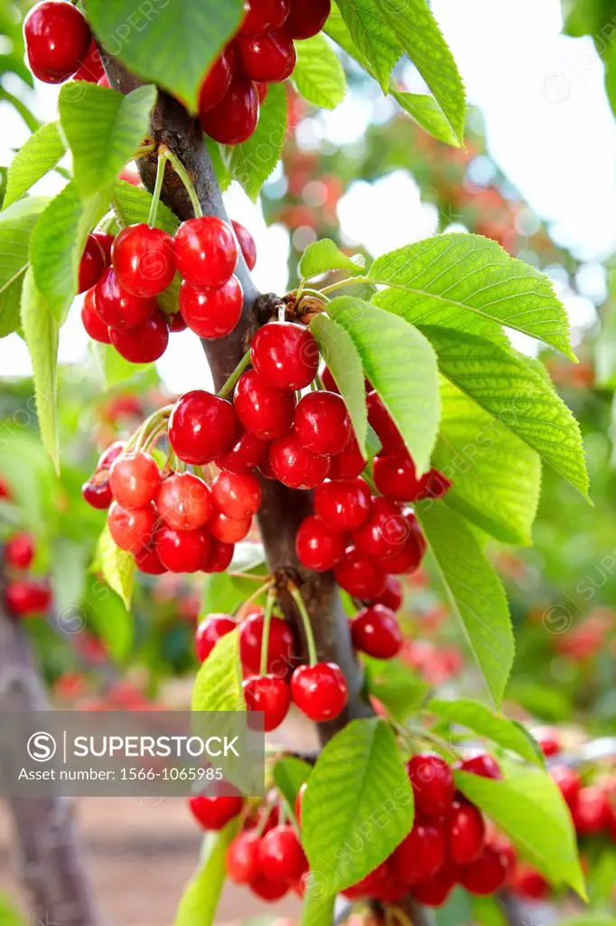 Cherries, Cherry tree, Agricultural fields, High Ribera, Arga-Aragon Ribera, Milagro, Navarre, Spain.