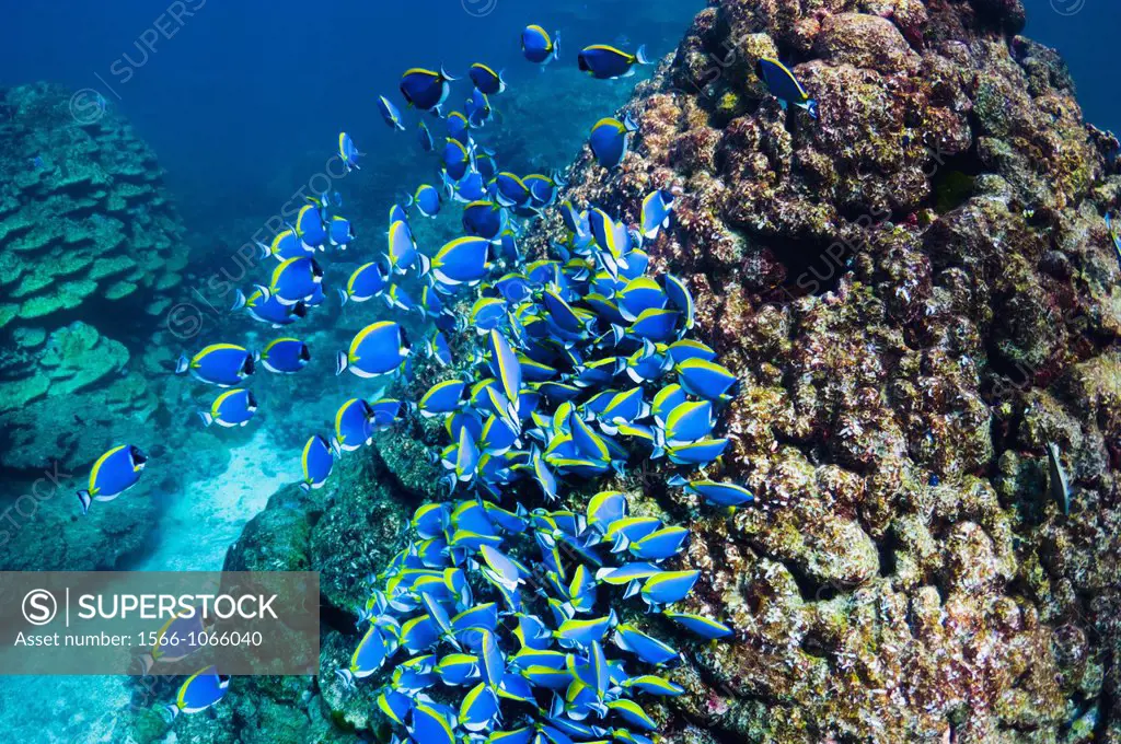 Powder-blue surgeonfish Acanthurus leucosternon, large school feeding on algae on coral boulders  Andaman Sea, Thailand