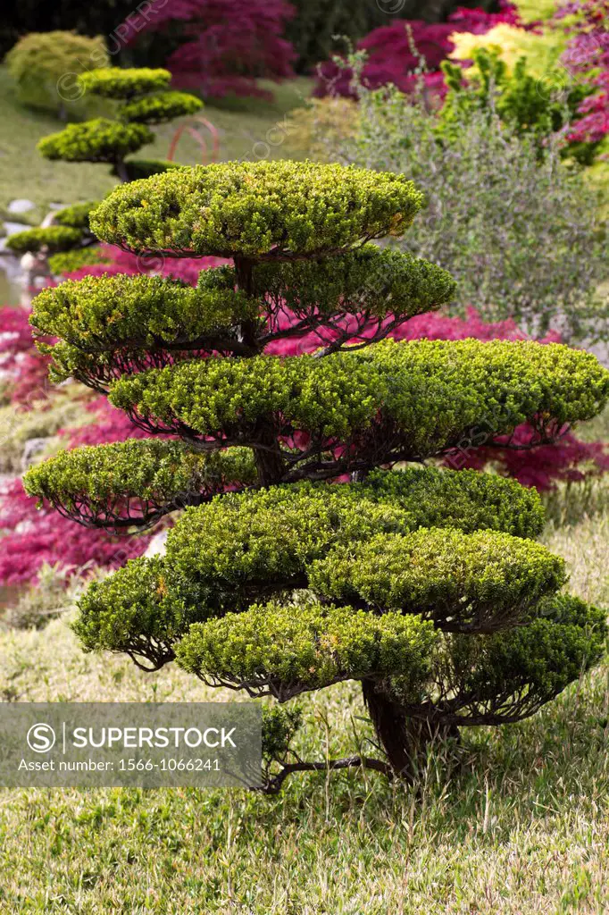 Commun yew, Taxus Baccata, Anduze Bamboo plantation, France.