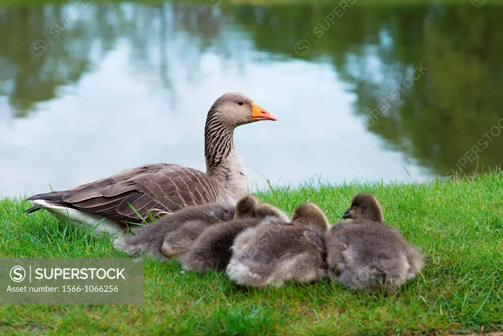 Greylag goose Anser anser with chicks