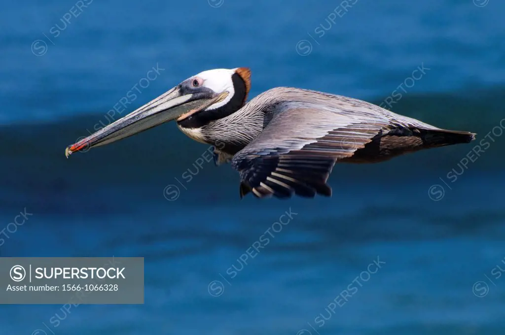 Brown pelican Pelecanus occidentalis in flight, Ellen Browning Scripps Marine Park, La Jolla, Callifornia