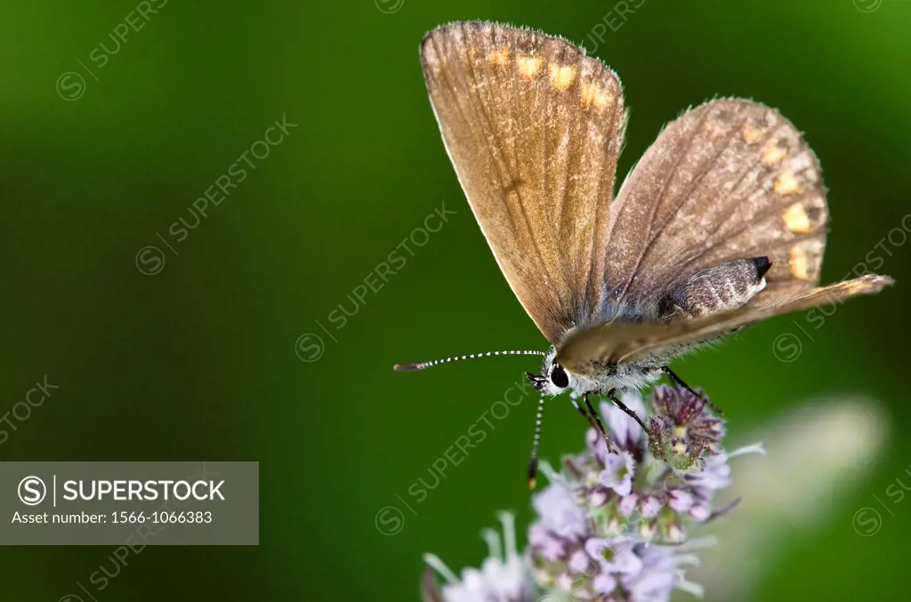 Lycaenidae butterfly, Grammos mt., NW Greece