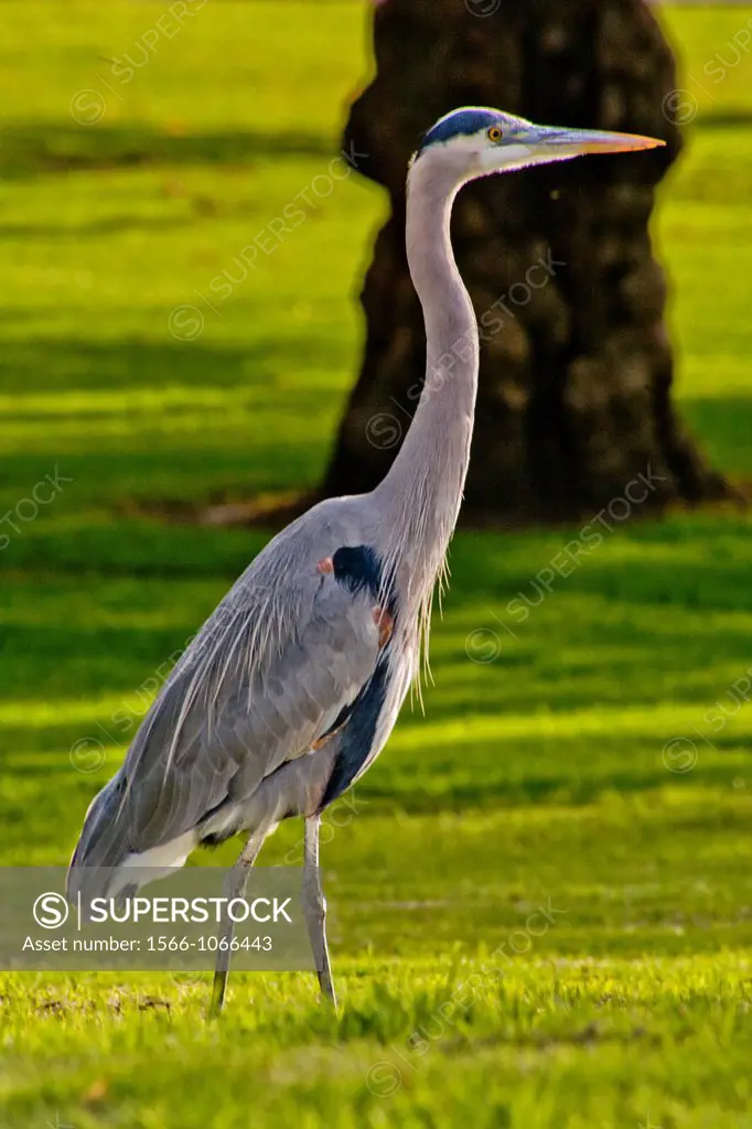 The Great Blue Heron Ardea herodias is a large wading bird in the heron family Ardeidae, common near the shores of open water and in wetlands over mos...