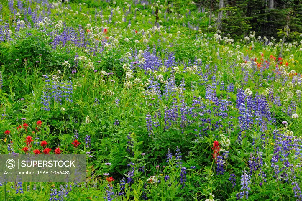 Lupines, paintbrush, arnica and valerian blooming in an alpine meadow, Mount Revelstoke National Park, British Columbia, Canada