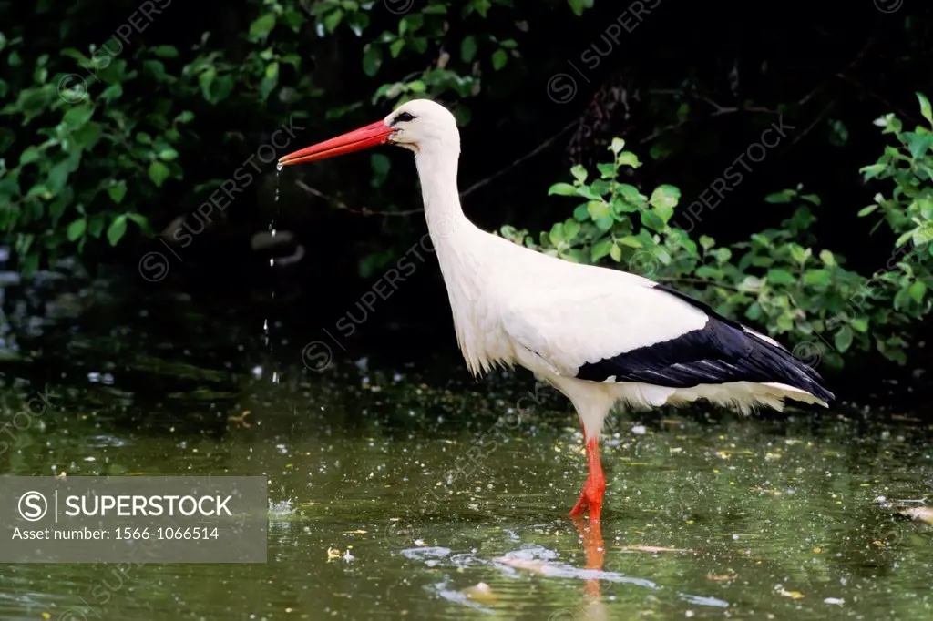 White Stork Ciconia ciconia standing in pond and drinking water - France