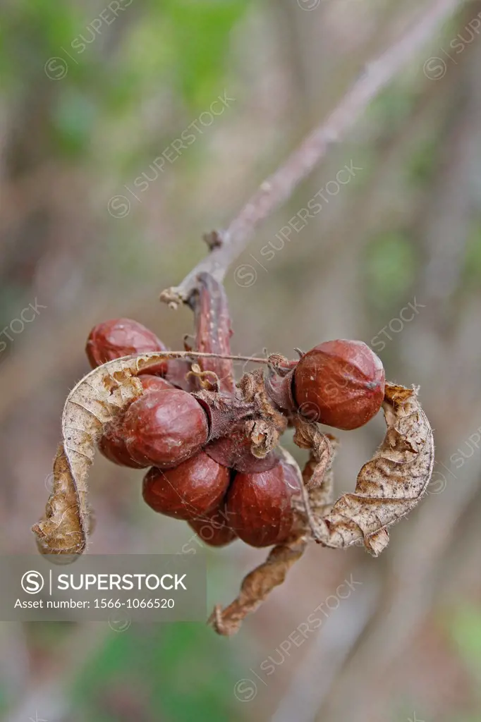 Fruits of Cordia sinensis